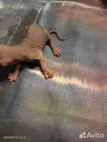 Бронирование котят породы канадский сфинкс