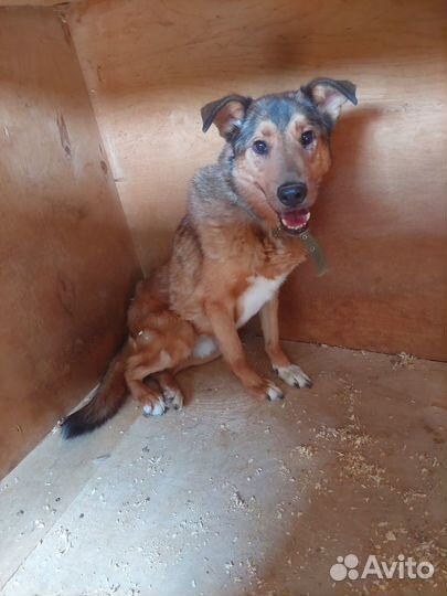 Лобзик-рыжее солнышко ищет дом