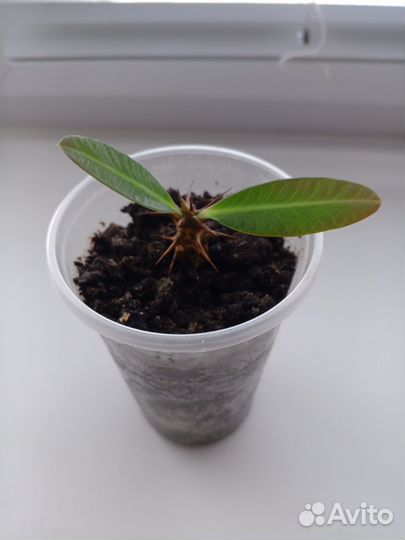 Комнатный цветок