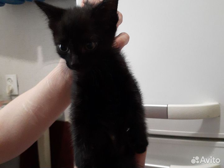 Дворянская