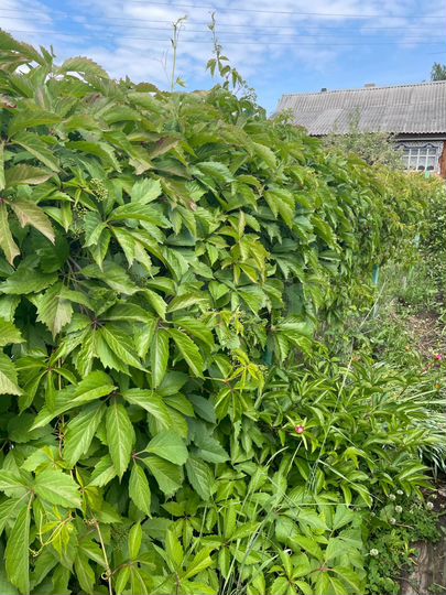 Дача 50 м² на участке 6 сот.