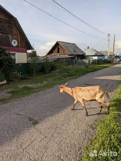 Продам чистопородных козу и козла