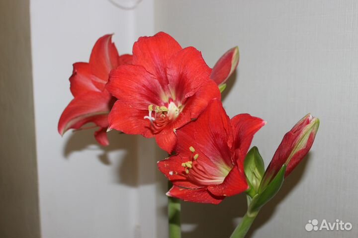 Гиппеаструм