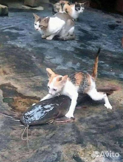 Школьный проект