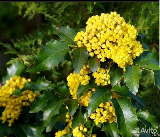 Магония падуболистная