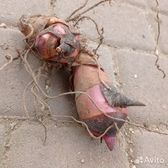 Клубни канны