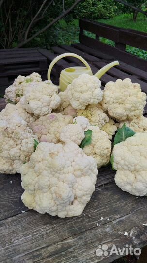 Овощи фрукты