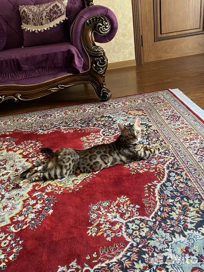 Бенгальский кот на вязку