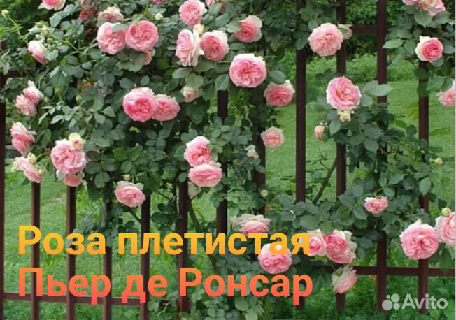 Роза плетистая