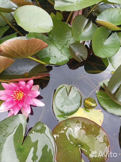 Нимфея для пруда