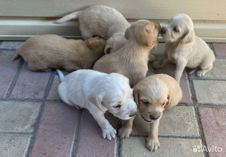 Щенки спаниеля