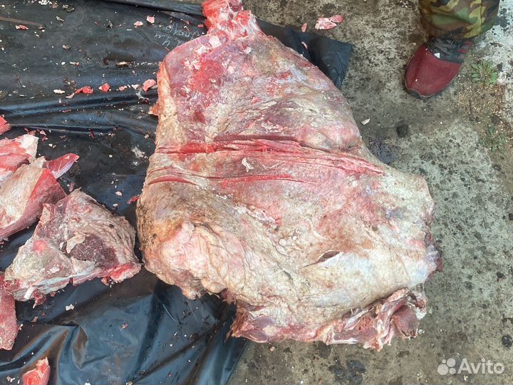 Мясо говядина для собак