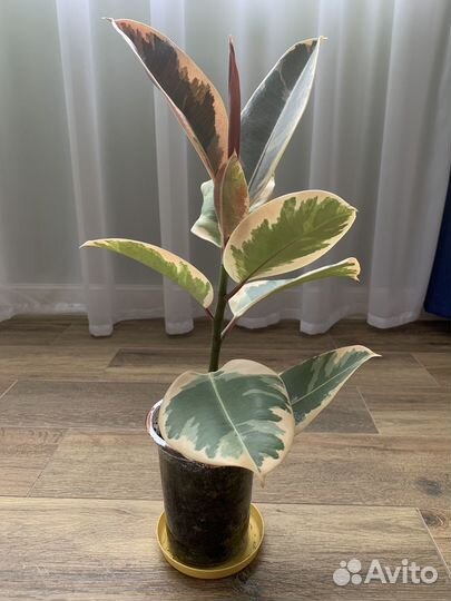 Фикус эластика Тинеке