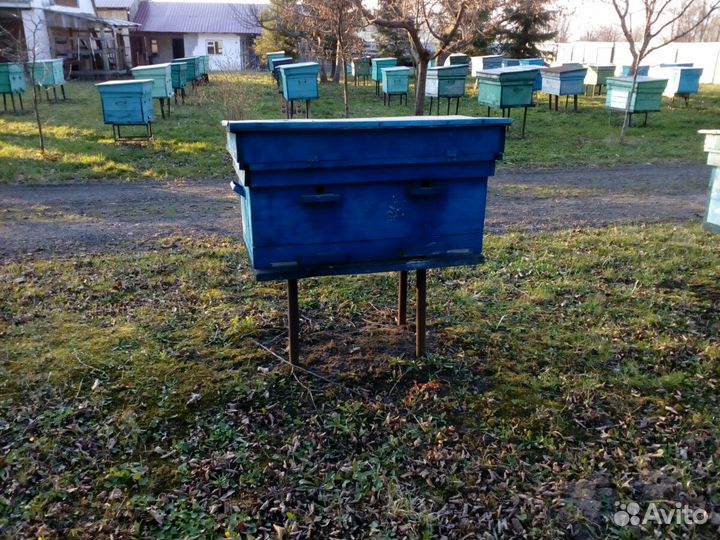 Пчелосемьи