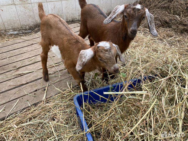 Нубийские козлята