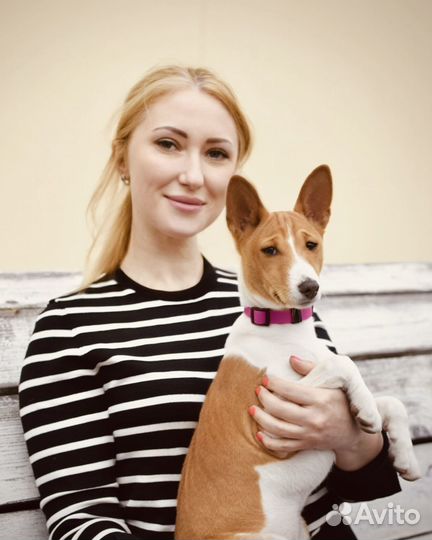 Басенджи девочка