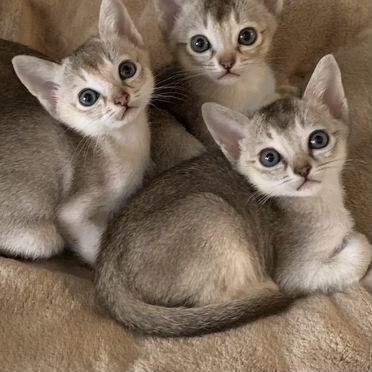 Сингапурский котёнок