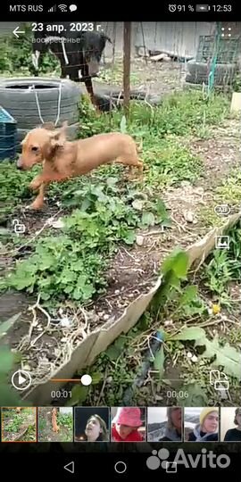 Щенки бесплатно