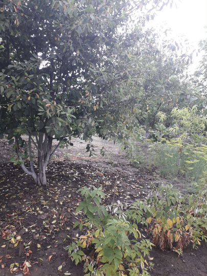 Участок 5 сот. (ИЖС)