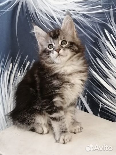 Котята мейн-кун