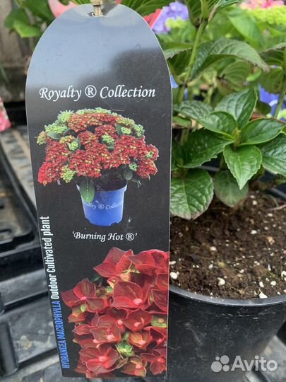 Гортензия крупнолистная