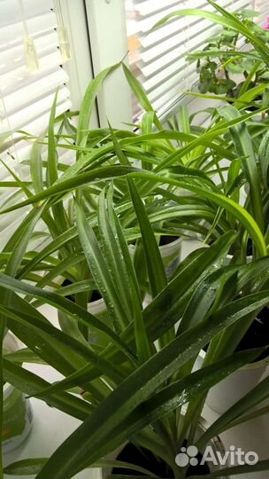 Хлорофитум