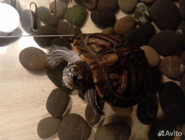 Красноухая черепаха