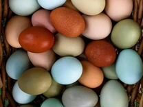 Яйца куриные деревенск�ие
