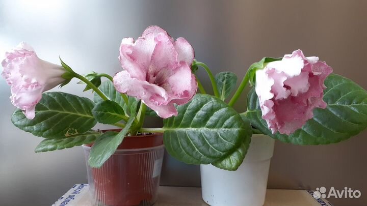 Глоксиния махровая нежно розовая и тидеи