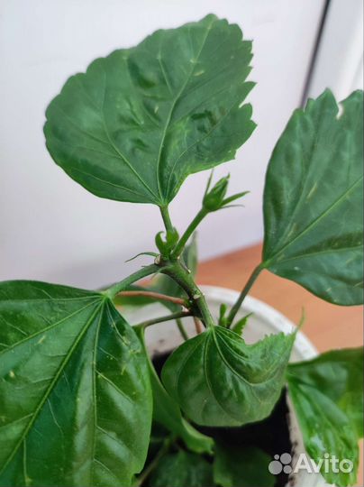 Гибискус махровый красный, зацветает