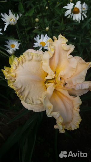 Лилейники сортовые