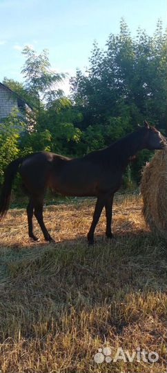 Продаю породистую лошадь