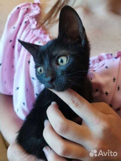 Ночка девочка 2 месяца