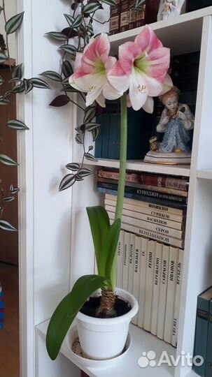 Гиппеаструм сортовой 