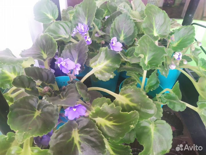 Фиалка в горшках