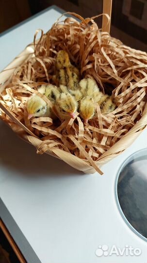 Перепелята