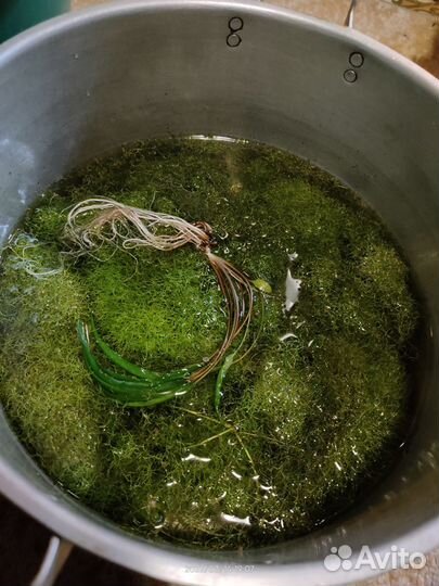 Аквариумные растения