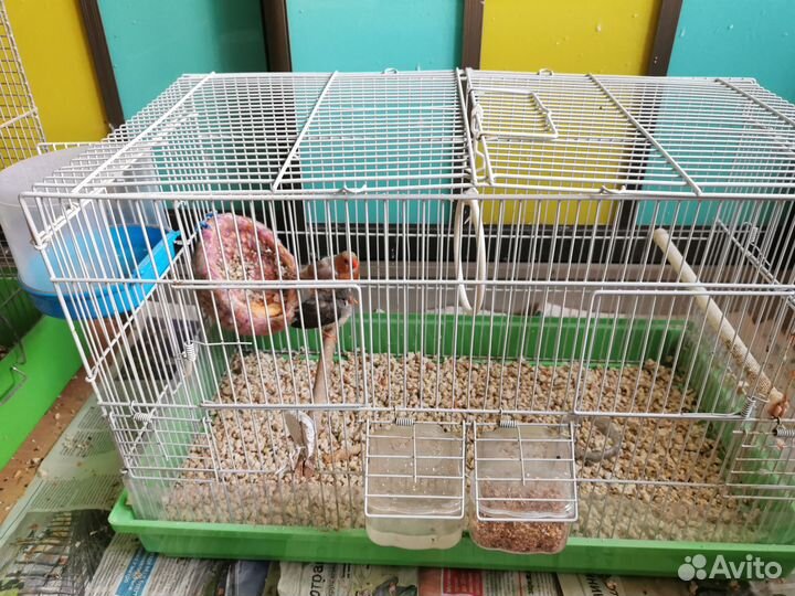 Зебровые амадины