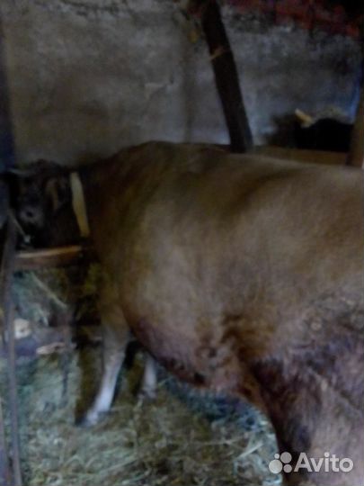 Продам бычков с откорма