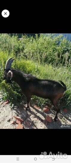 Англо нубийский козел вязка