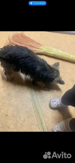 Йоркширский терьер