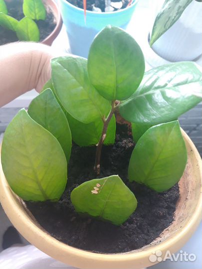 Продам укоренённые листики Замиокулькаса