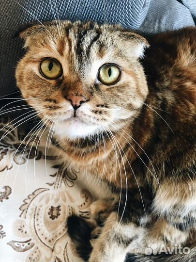 Кошка