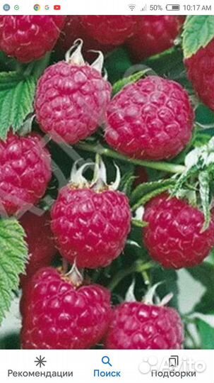 Малина ремонтантная Карамелька (саженцы)