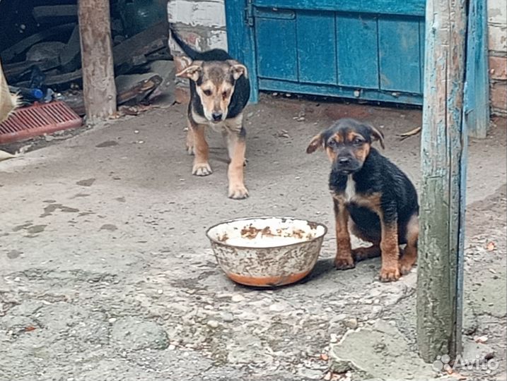 Щенки дворняги в дар