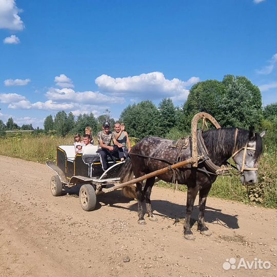 Лошадь и жеребята