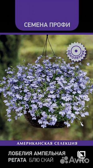 Рассада лобелии