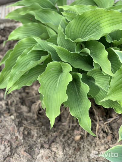 Хосты сортовые