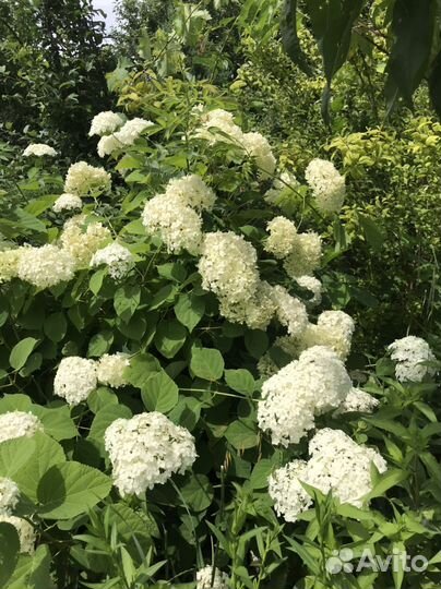 Цветы для сада