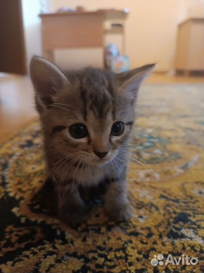Отдадим котят